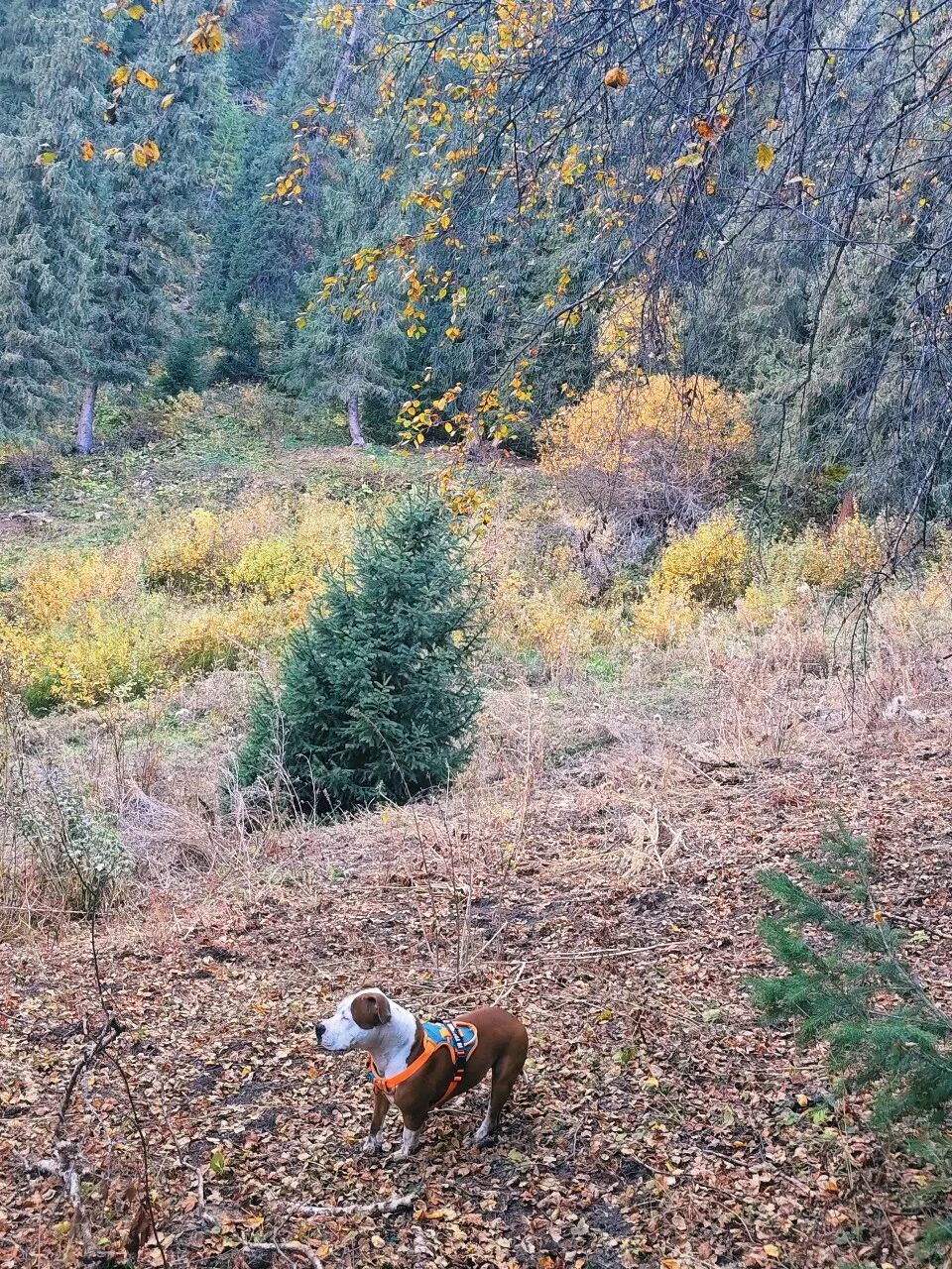 带上我们的狗子🐶一起出发啦