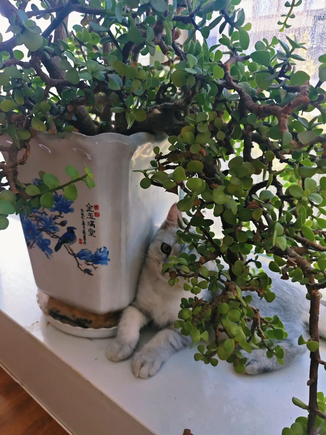 藏在花盆后面的小猫