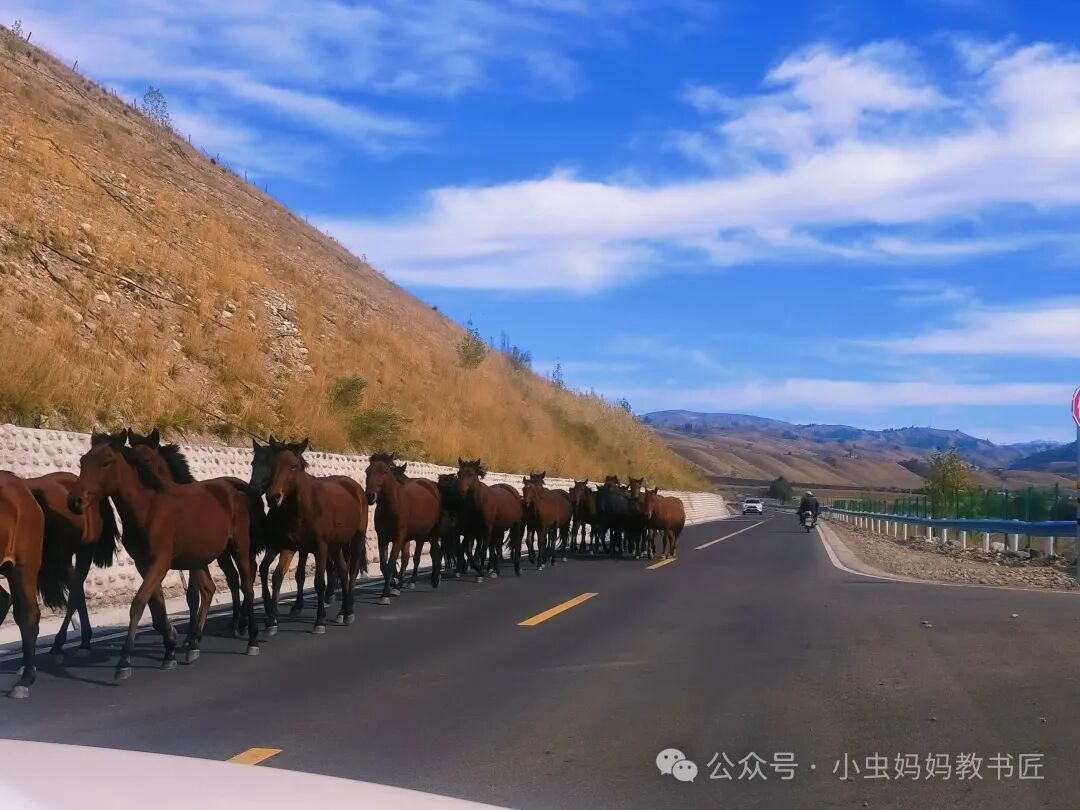 我们在路上遇到成群的骏马，好喜欢呀
