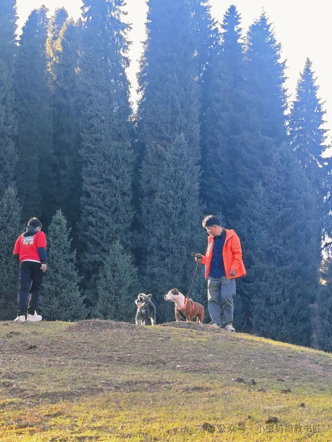 爬上阳光普照的山顶，恍然如沐春日暖阳