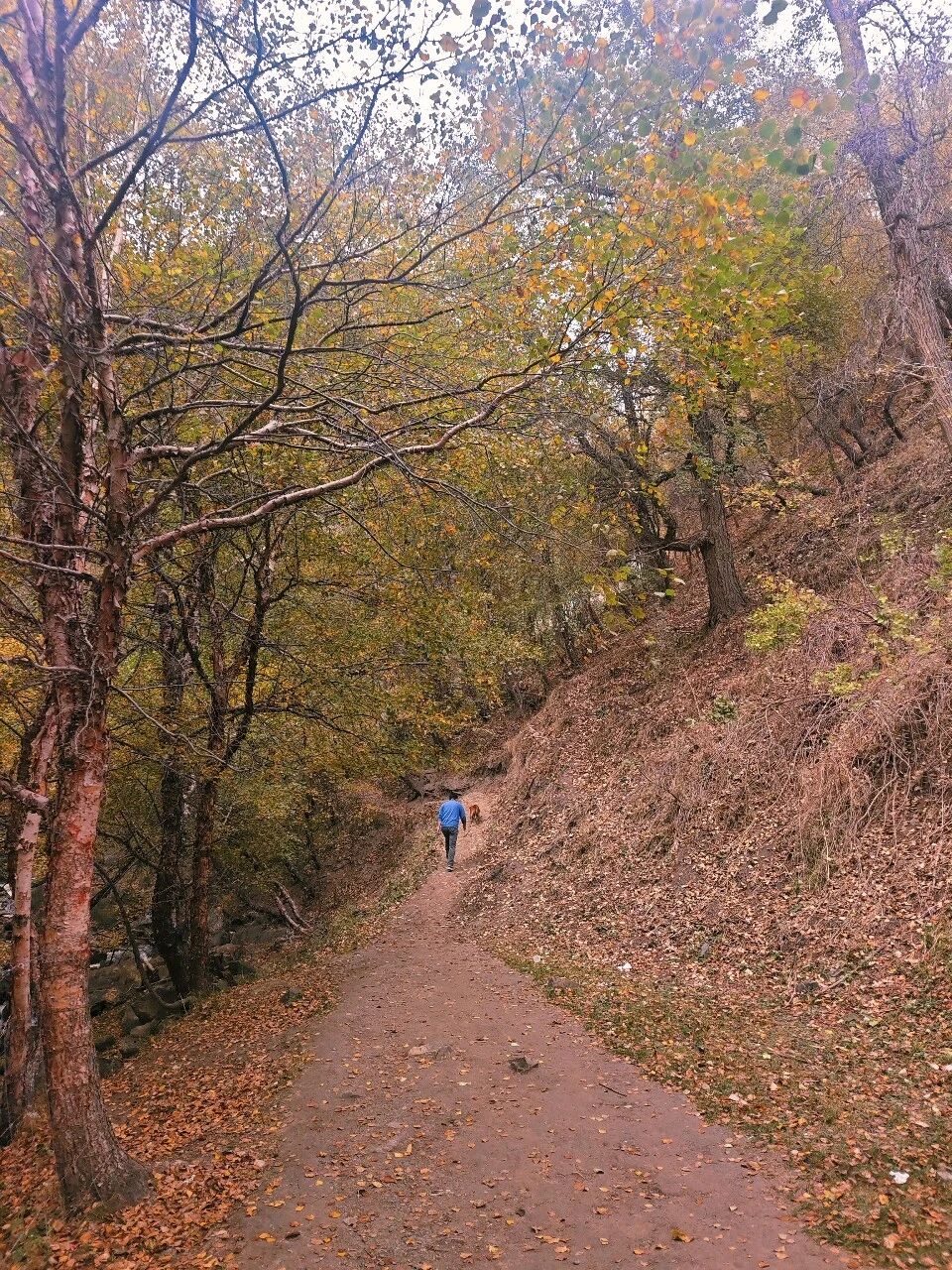 山间幽幽小径，只听见落叶的声音