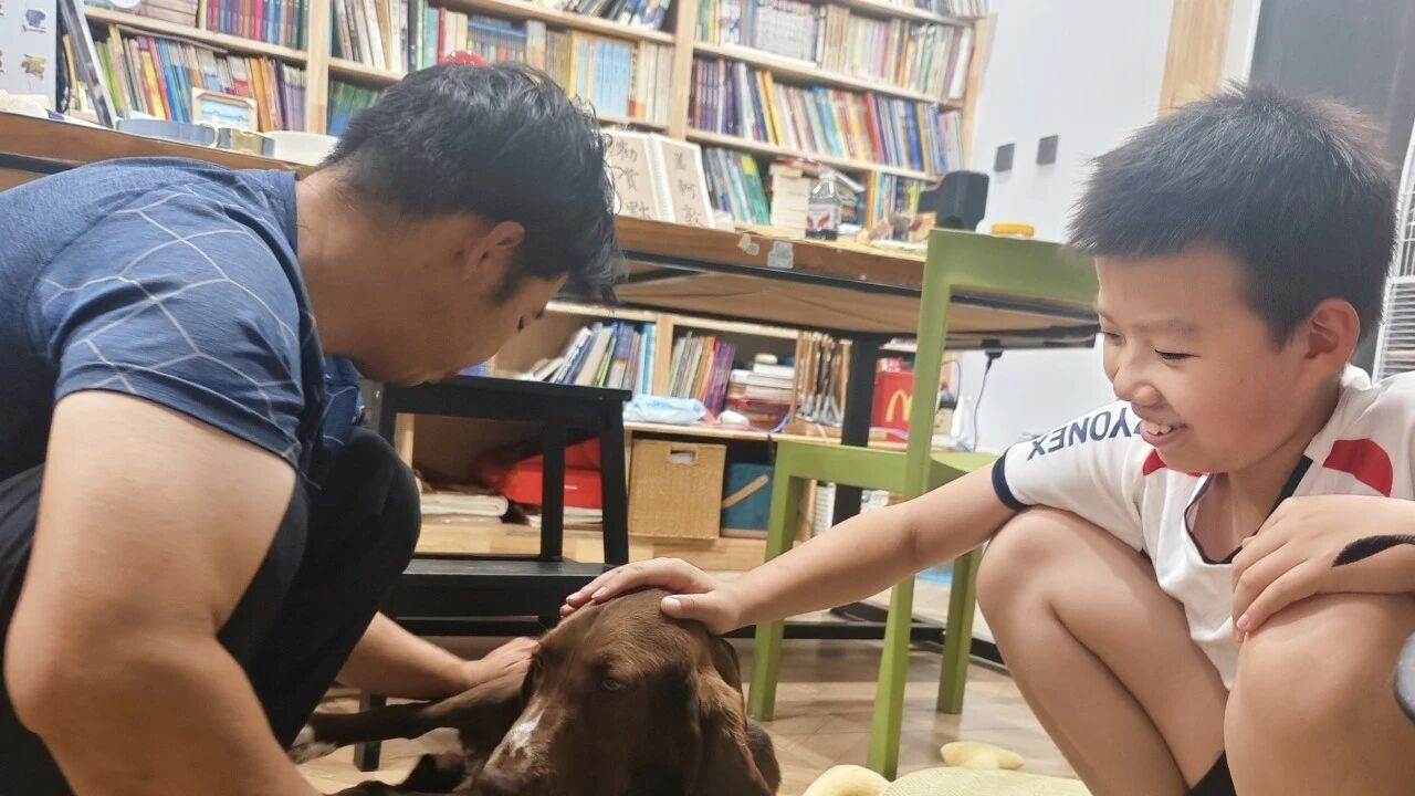 回家后的糯米被家人围在身边轻轻抚摸