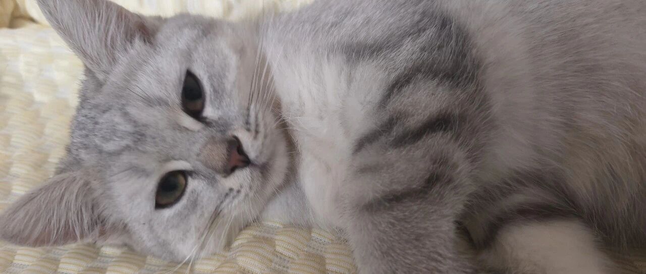 躺在床上的小猫
