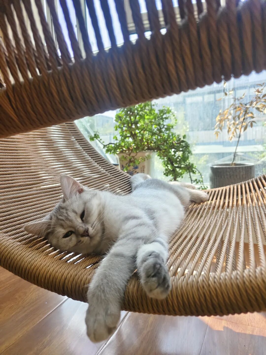 躺在阳台椅子上的小猫