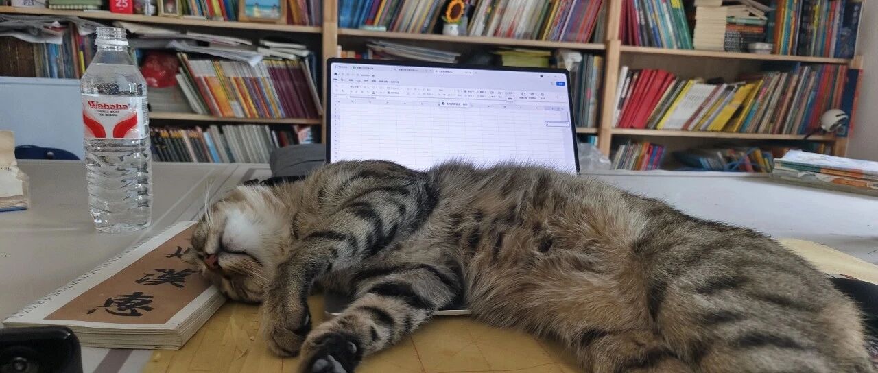 书房里陪伴备课的猫咪